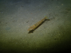 Penaeus latisulcatus