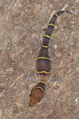 Cyrtodactylus deccanensis