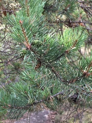 Pinus uncinata