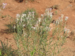 Jurinea stoechadifolia