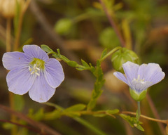 Linum pratense