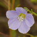 Meadow Flax - Photo (c) Judith Ellen Lopez, some rights reserved (CC BY-NC)