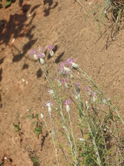 Jurinea stoechadifolia