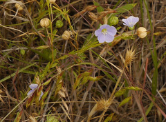 Linum pratense