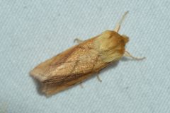 Zosteropoda