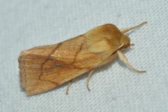 Zosteropoda