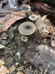 Hydropus praedecurrens