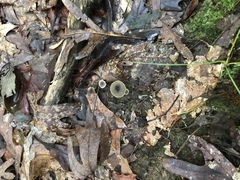 Hydropus praedecurrens