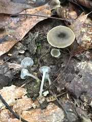 Hydropus praedecurrens