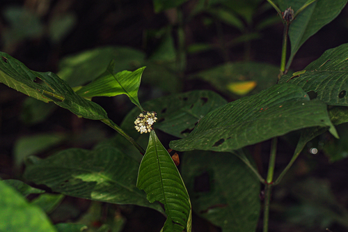 Psychotria ceratoloba image