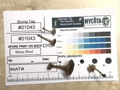 Hydropus praedecurrens