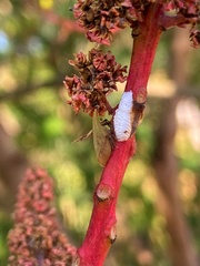 Enchenopa squamigera