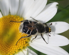 Trichiotinus assimilis