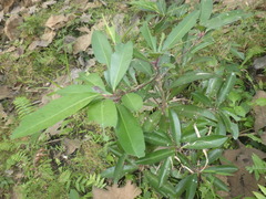 Ardisia humilis