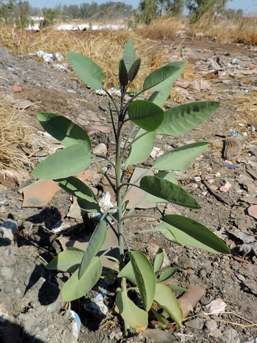 Nicotiana glauca