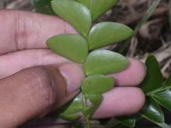Phyllanthus buxifolius