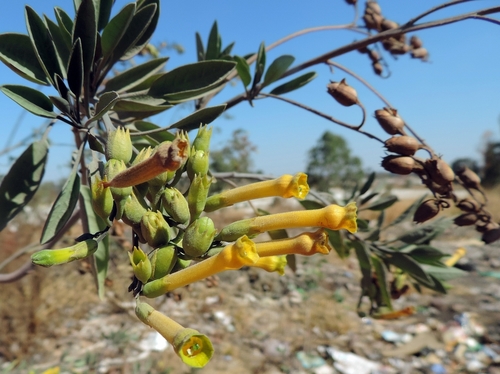 Nicotiana glauca