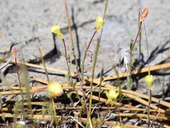 Camissonia sierrae alticola