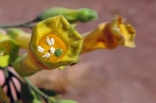 Nicotiana glauca