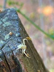 Thomisidae