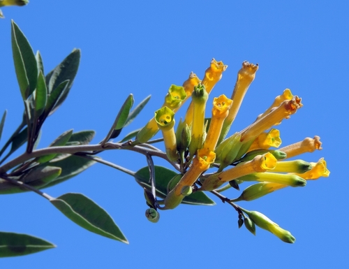 Nicotiana glauca