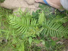 Strophocaulon unitum