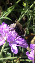 Bombus hypnorum