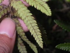 Strophocaulon unitum