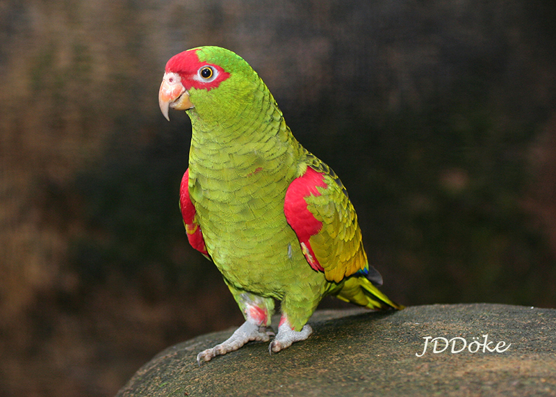 Red-spectacled Parrot (Amazona pretrei) iNaturalist