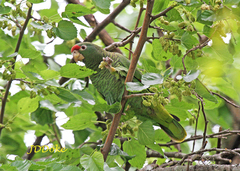 Amazona tucumana