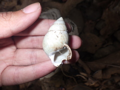 Amphidromus palaceus