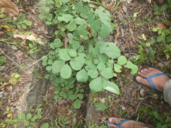 Dalbergia latifolia