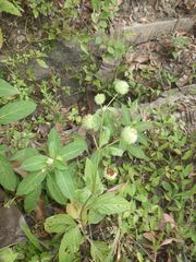 Hyptis capitata