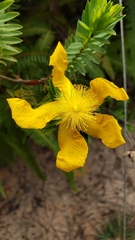 Hypericum terrae-firmae
