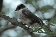 Eurocephalus ruppelli