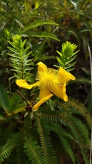 Hypericum terrae-firmae