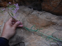 Centranthus lecoqii