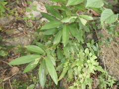Ardisia humilis