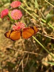 Lepidoptera