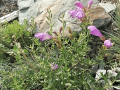 Dracocephalum peregrinum