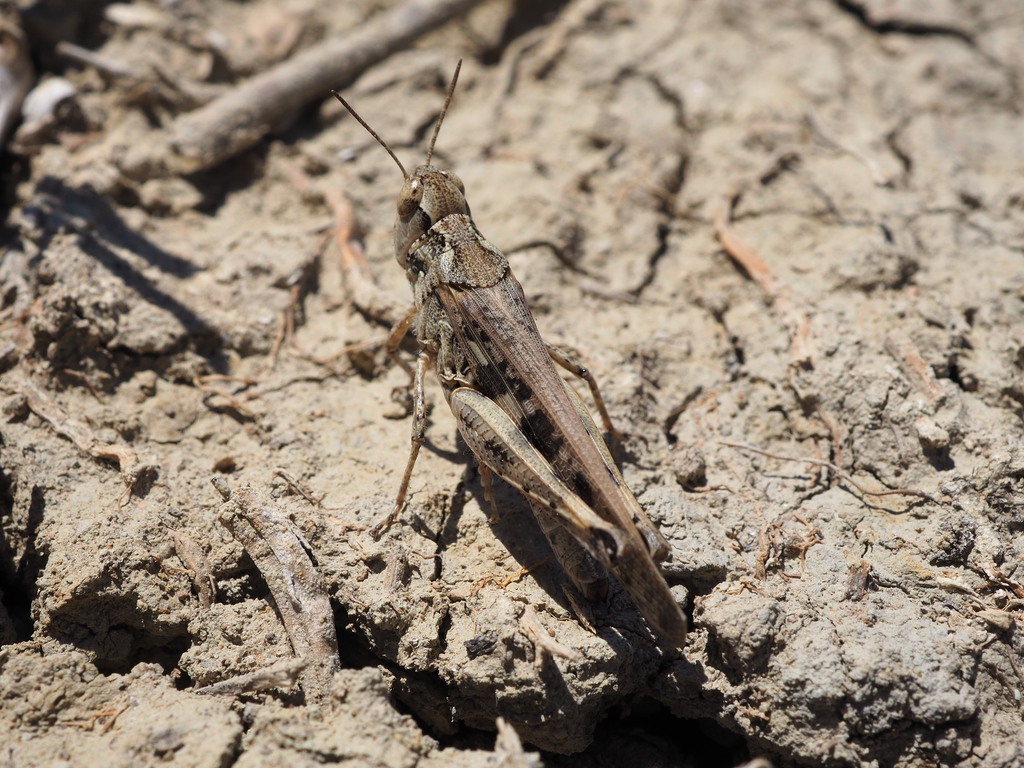 Small Blue-legged Grasshopper