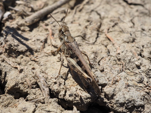 Small Blue-legged Grasshopper