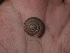 Dyakiidae