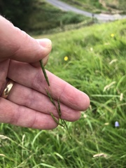 Brachypodium pinnatum