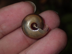 Dyakiidae