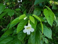 Bignonieae