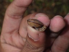 Dyakiidae