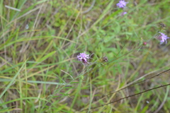 Liatris squarrosa