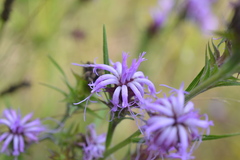 Liatris squarrosa