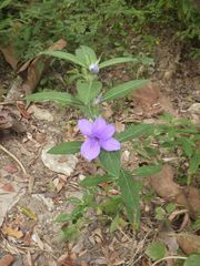 Barleria cristata